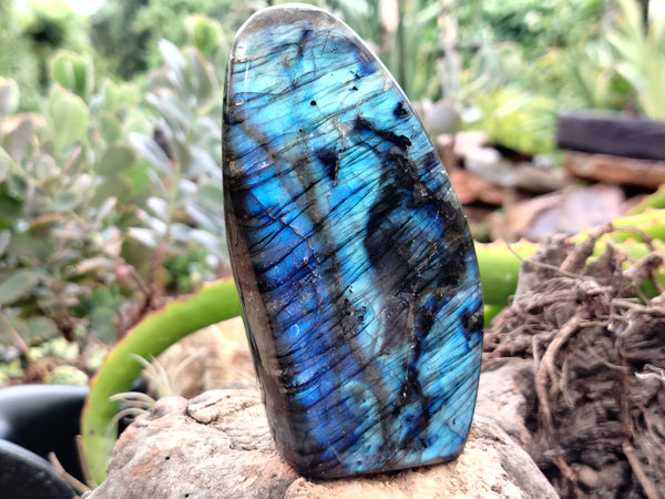 Polished Labradorite Standing Free Forms x 3 From Tulear, Madagascar