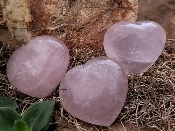 Polished Rose Quartz Hearts x 12 From Ambatondrazaka, Madagascar