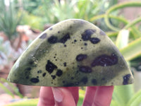 Polished Leopard Stone Standing Free Forms x 12 From Nyanga, Zimbabwe