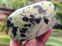 Polished Leopard Stone Standing Free Forms x 12 From Nyanga, Zimbabwe