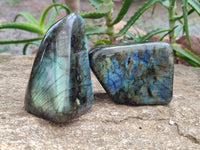 Polished Labradorite Standing Free Forms x 3 From Tulear, Madagascar