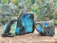 Polished Labradorite Standing Free Forms x 3 From Tulear, Madagascar