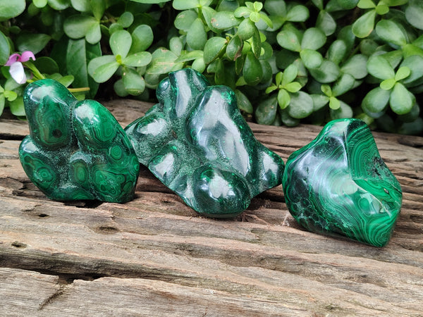 Polished Flower Banded Malachite Free Forms x 3 From Congo