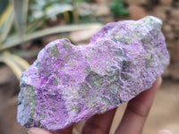 Natural Stichtite Cobbed Specimens x 13 From Barberton, South Africa