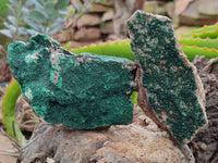 Natural Botryoidal Malachite Specimens x 6 From Congo