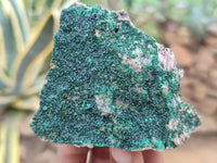 Natural Botryoidal Malachite Specimens x 6 From Congo