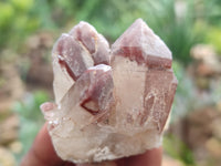 Natural Red Hematoid Quartz Crystals x 35 From Karoi, Zimbabwe