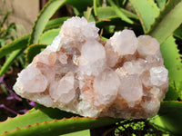 Natural Cactus Flower Spirit Quartz Cluster x 1 From Boekenhouthoek, South Africa