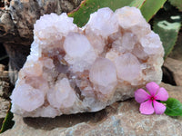 Natural Cactus Flower Spirit Quartz Cluster x 1 From Boekenhouthoek, South Africa