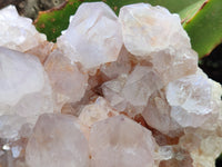 Natural Cactus Flower Spirit Quartz Cluster x 1 From Boekenhouthoek, South Africa