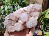 Natural Cactus Flower Spirit Quartz Cluster x 1 From Boekenhouthoek, South Africa