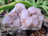 Natural Cactus Flower Spirit Quartz Cluster x 1 From Boekenhouthoek, South Africa