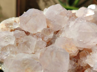 Natural Cactus Flower Spirit Quartz Cluster x 1 From Boekenhouthoek, South Africa