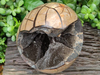 Polished Septerye Sauvage Dragon Egg x 1 From Madagascar