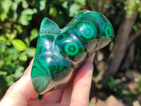 Polished Flower Banded Malachite Free Forms x 2 From Congo