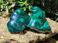 Polished Flower Banded Malachite Free Forms x 2 From Congo