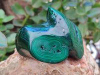 Polished Flower Banded Malachite Free Forms x 2 From Congo