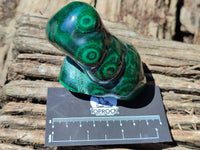 Polished Flower Banded Malachite Free Forms x 2 From Congo