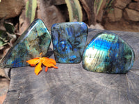 Polished Labradorite Standing Free Forms x 3 From Tulear, Madagascar