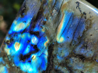 Polished Labradorite Standing Free Forms x 3 From Tulear, Madagascar