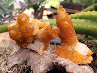 Natural Golden Solar Spirit Quartz Clusters x 6 From Boekenhouthoek, South Africa