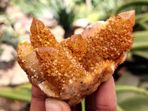 Natural Golden Solar Spirit Quartz Clusters x 6 From Boekenhouthoek, South Africa