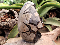 Polished Septerye Sauvage "Dragons Egg" x 1 From Mahajanga, Madagascar