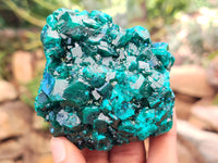 Natural Pair of Dioptase Cabinet Specimens x 2 from Likasi, Congo