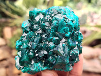 Natural Pair of Dioptase Cabinet Specimens x 2 from Likasi, Congo