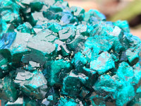 Natural Pair of Dioptase Cabinet Specimens x 2 from Likasi, Congo