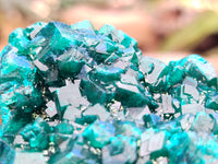 Natural Pair of Dioptase Cabinet Specimens x 2 from Likasi, Congo