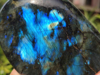 Polished Labradorite Standing Free Forms x 3 From Tulear, Madagascar