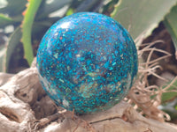 Polished Chrysocolla Conglomerate Spheres x 2 From Congo