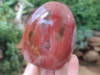 Polished Podocarpus Petrified Wood Standing Free Forms x 6 From Mahajanga, Madagascar