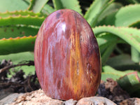 Polished Podocarpus Petrified Wood Standing Free Forms x 6 From Mahajanga, Madagascar