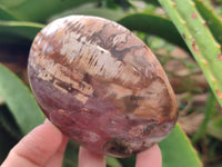 Polished Podocarpus Petrified Wood Standing Free Forms x 6 From Mahajanga, Madagascar