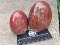 Polished Podocarpus Petrified Wood Standing Free Forms x 6 From Mahajanga, Madagascar