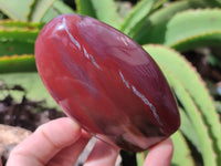 Polished Podocarpus Petrified Wood Standing Free Forms x 6 From Mahajanga, Madagascar