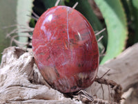 Polished Podocarpus Petrified Wood Standing Free Forms x 6 From Mahajanga, Madagascar