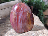 Polished Podocarpus Petrified Wood Standing Free Forms x 6 From Mahajanga, Madagascar