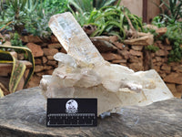 Natural Rare Gypsum Cluster x 1 From Congo