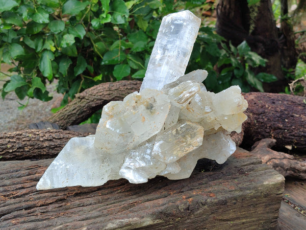 Natural Rare Gypsum Cluster x 1 From Congo