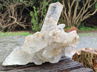 Natural Rare Gypsum Cluster x 1 From Congo