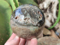 Polished Podocarpus Petrified Wood Spheres x 2 From Mahajanga, Madagascar