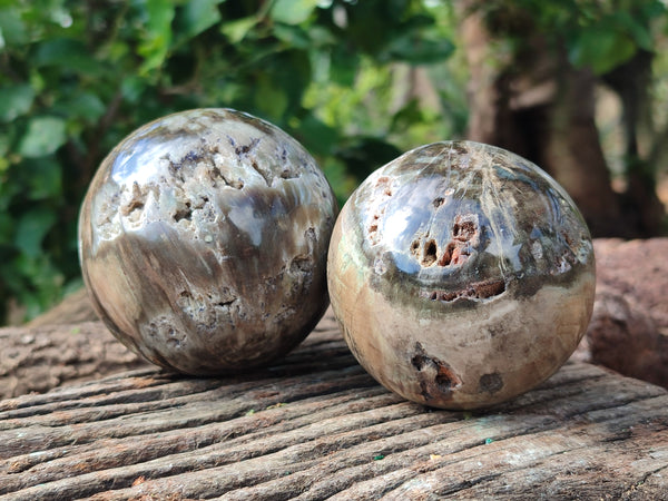 Polished Podocarpus Petrified Wood Spheres x 2 From Mahajanga, Madagascar