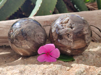 Polished Podocarpus Petrified Wood Spheres x 2 From Mahajanga, Madagascar