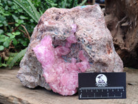 Natural Rare Rhodocalcite Specimen x 1 From Congo