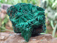 Natural Silky Malachite Specimens x 5 From Kasompe, Congo