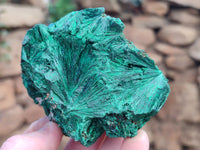 Natural Silky Malachite Specimens x 5 From Kasompe, Congo