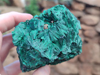 Natural Silky Malachite Specimens x 5 From Kasompe, Congo